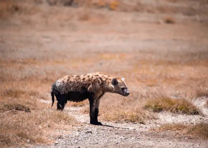 Escapade de lune de miel de luxe : Safari de 5 jours - Serengeti - L'Amour dans la nature sauvage - Photo du jour