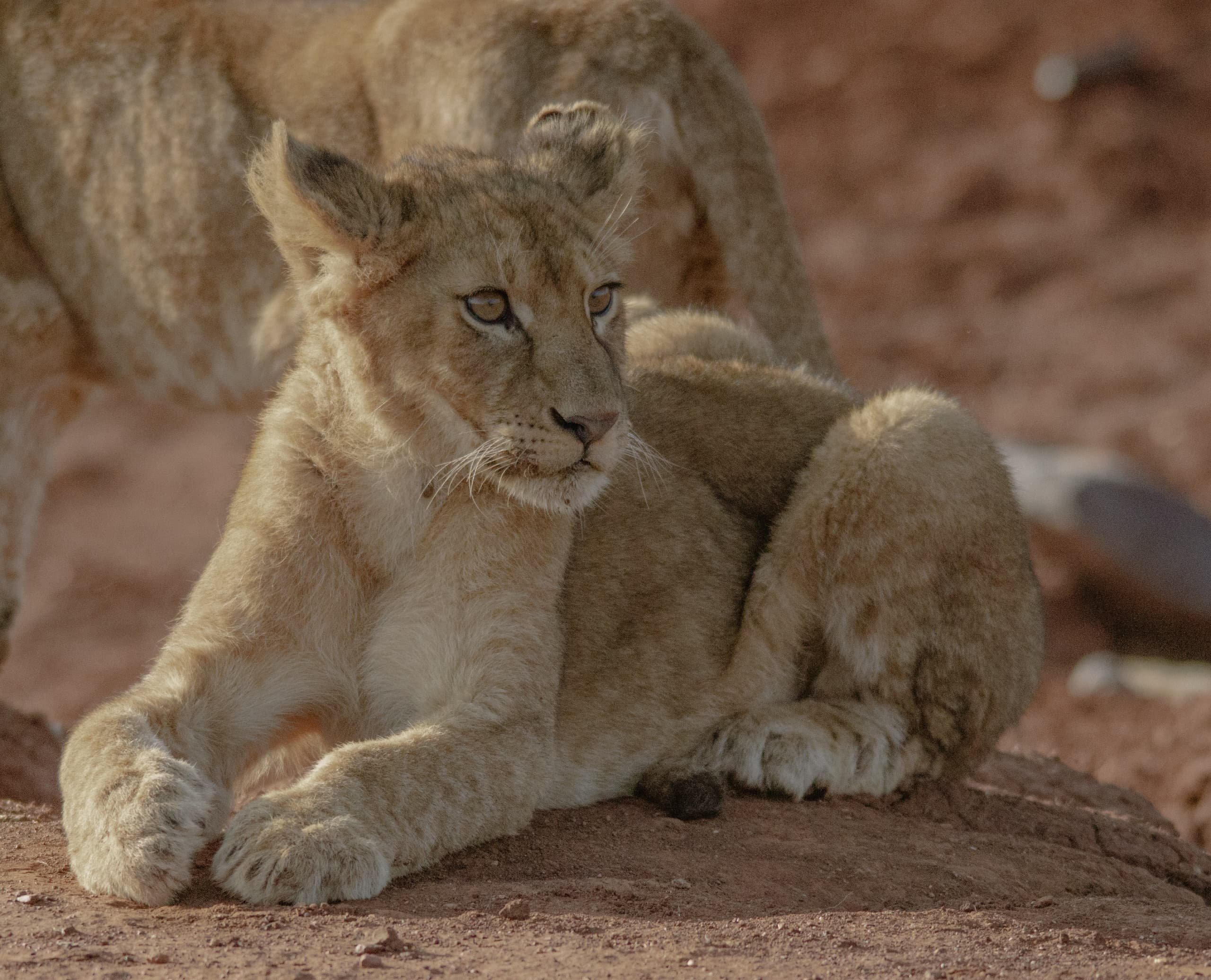 Escapade de lune de miel de luxe : Safari de 5 jours - Ngorongoro à Arusha - Fin du voyage - Photo du jour