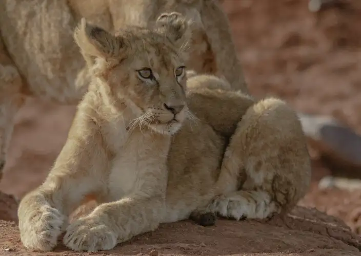 Escapade de lune de miel de luxe : Safari de 5 jours - Ngorongoro à Arusha - Fin du voyage - Photo du jour