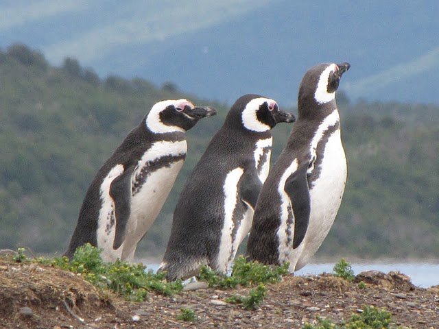 Balade nature en Patagonie chilienne et argentine. - Île Magdalena / Isla Santa Marta - Ile Magdalena / Isla Santa Marta