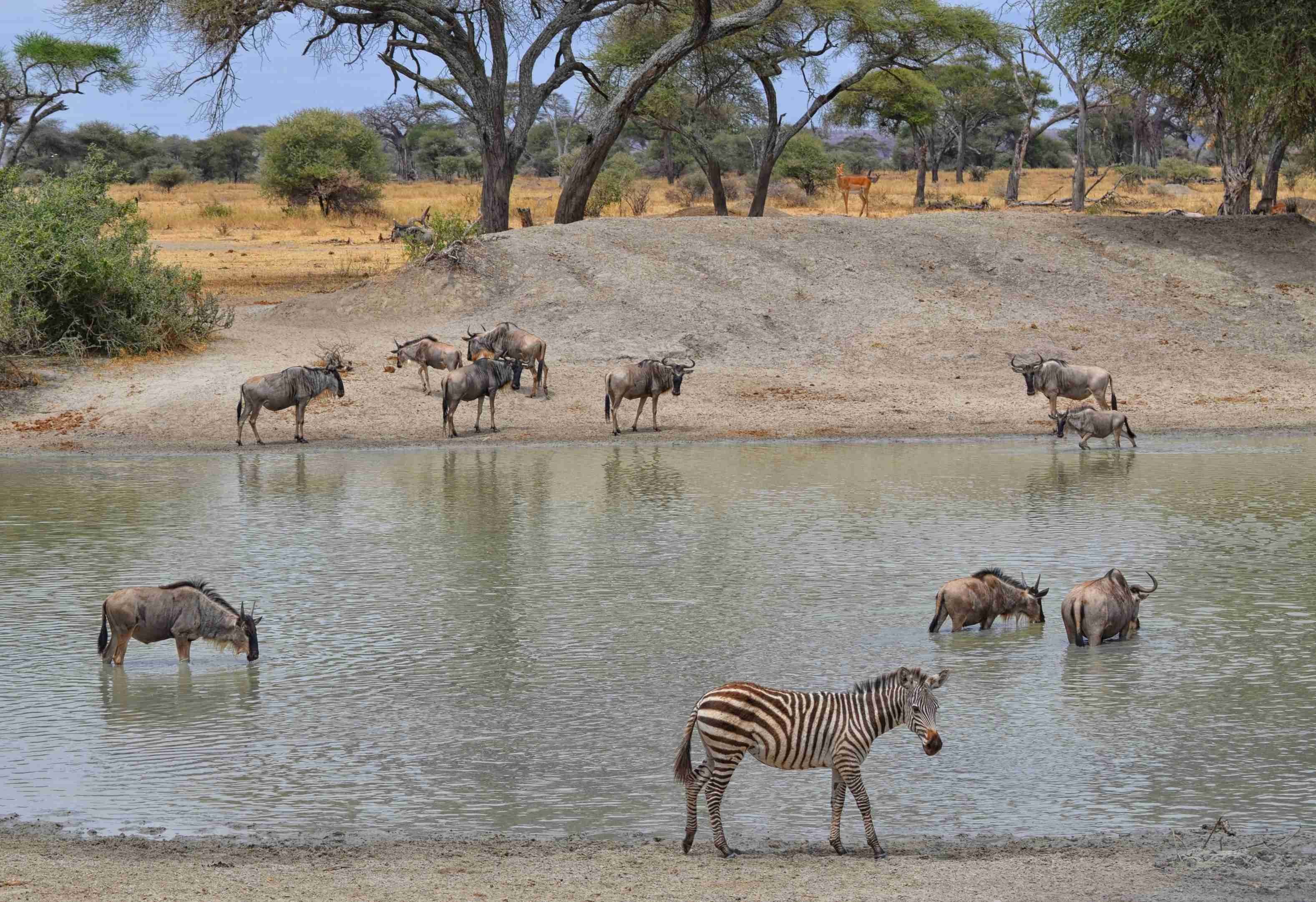 Middensegment safari van 12 dagen in het noorden van Tanzania en op het eiland Zanzibar. - Het Tarangire Nationaal Park - Le Parc national de Tarangire
