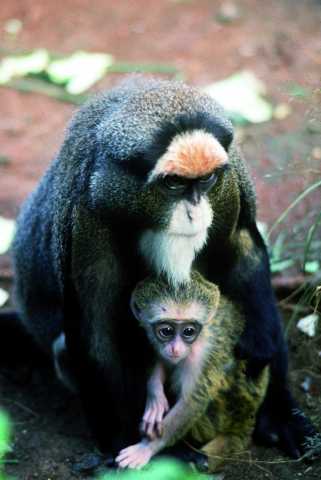 Kenias Tierwelt und landschaftliche Safari