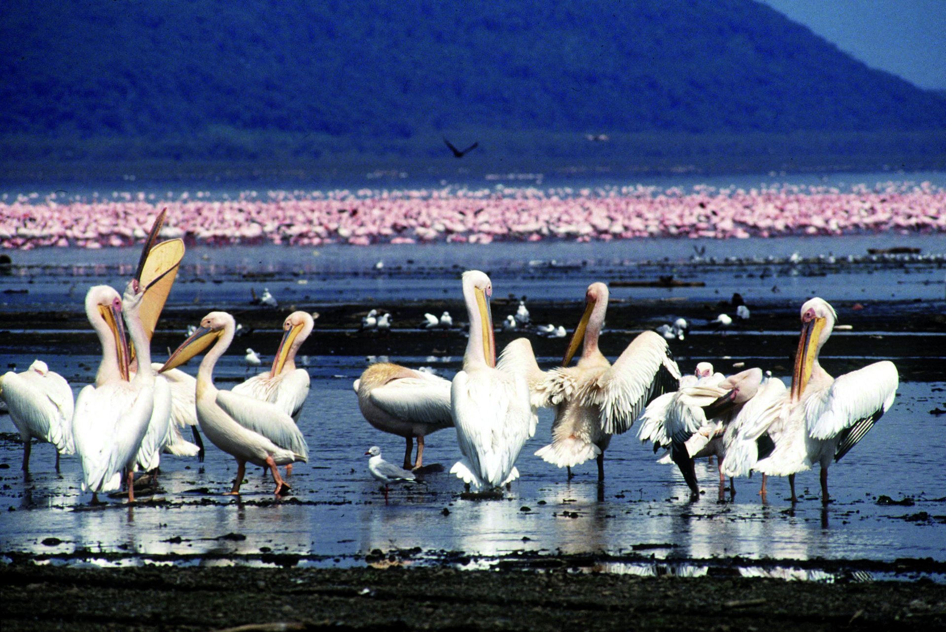Kenya Wildlife and Scenic Safari - Samburu - Lake Nakuru - Samburu- Lake Nakuru