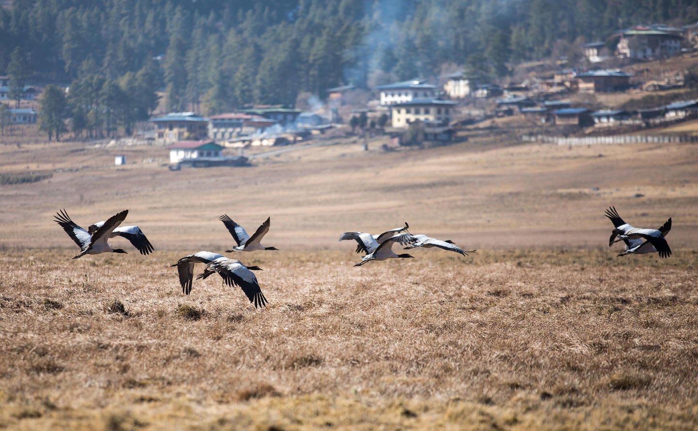 Todos los tours de Bután - Tour turístico por Thimphu y viaje en coche a Gangtey - Explora el valle de Phobjika - Foto del día