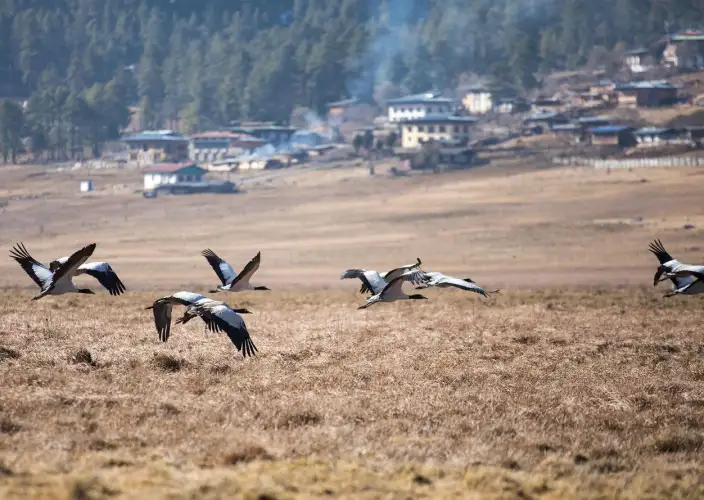Todos los tours de Bután - Tour turístico por Thimphu y viaje en coche a Gangtey - Explora el valle de Phobjika - Foto del día