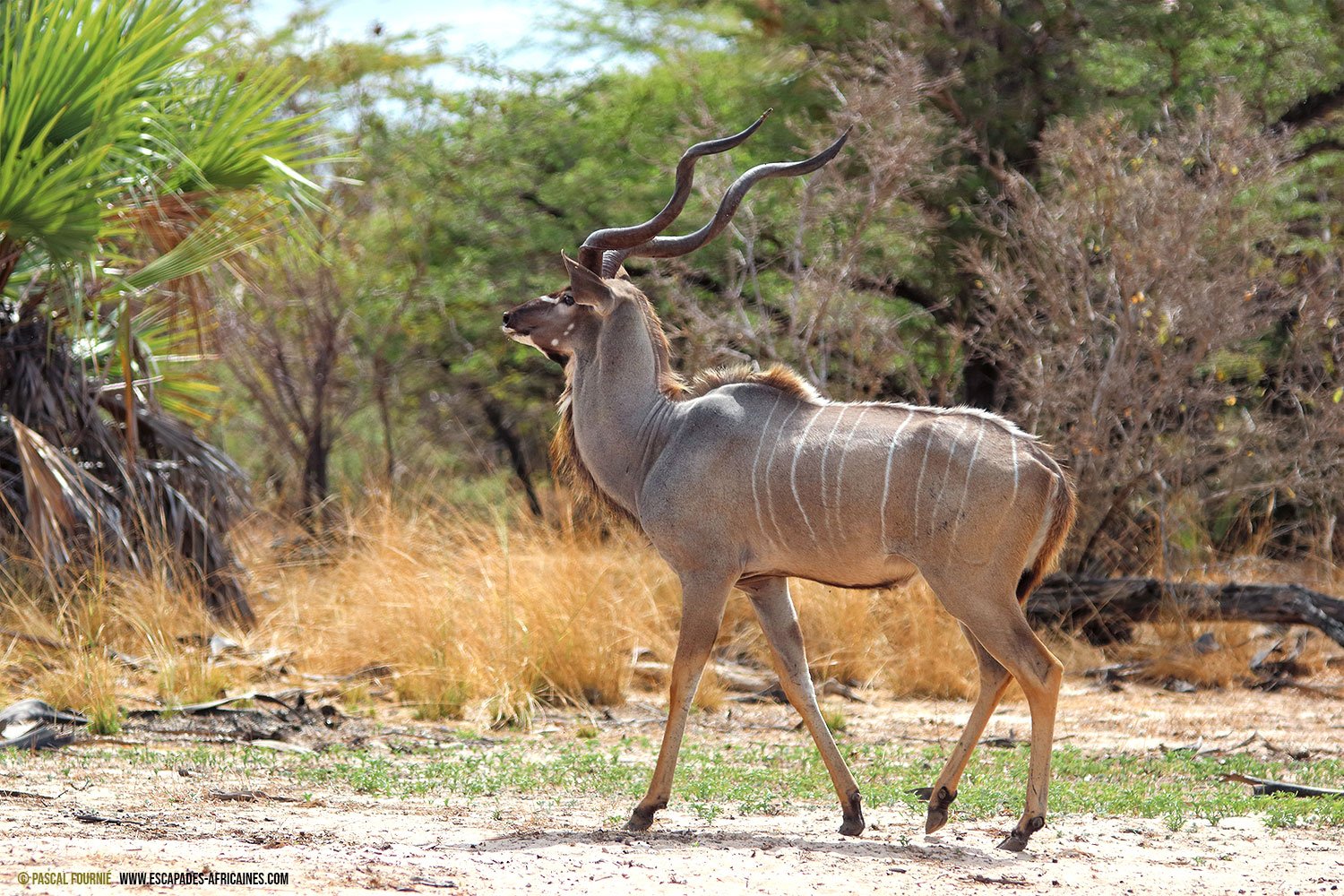Safari en tierras olvidadas - Mikumi - Parque Nacional de Nyerere - Grand koudou à Nyerere/Selous