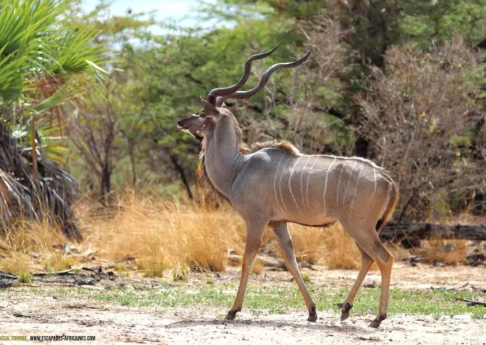 Safari en tierras olvidadas - Mikumi - Parque Nacional de Nyerere - Grand koudou à Nyerere/Selous
