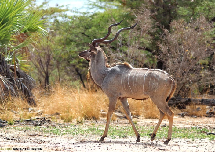 Safari en terres oubliées - Mikumi - Parc national de Nyerere - Grand koudou à Nyerere/Selous