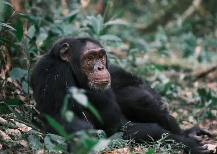 14-Day Grand Uganda Safari Experience - Morning game drive in Queen Elizabeth NP – Kibale Forest - Photo of the day