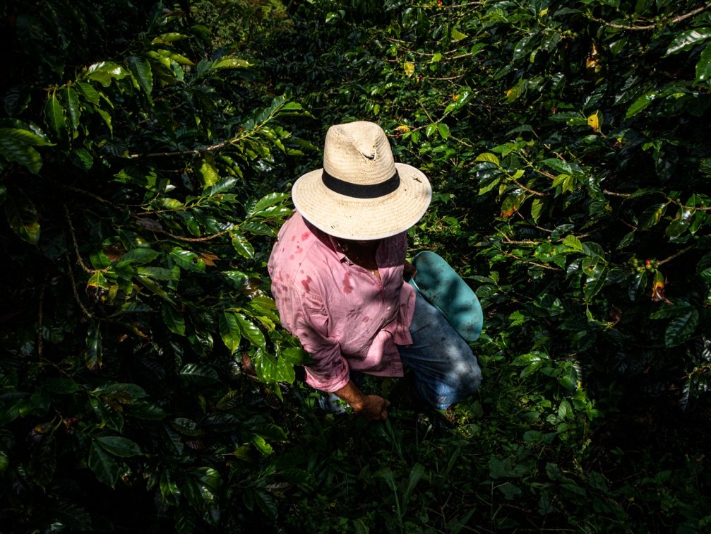 Kolumbien, von den Anden bis zur Karibikküste - Entdeckung der Kultur der Kaffeeregion, untergebracht bei einer Familie von Produzenten. - Découverte de la culture de la zone du café hébergé par une famille de producteur