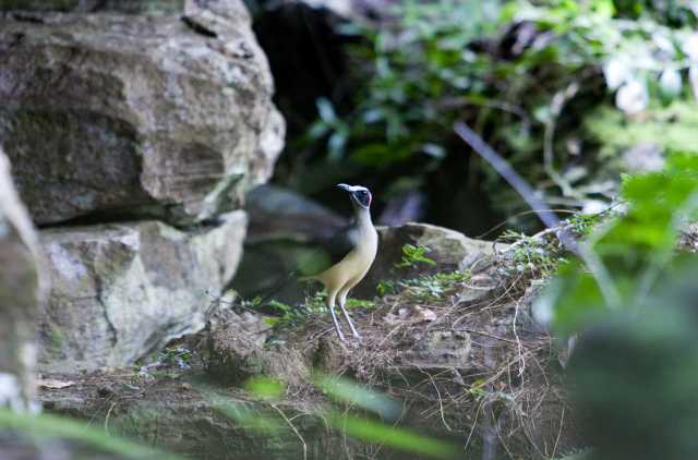 Avontuur in het hart van het nationaal park Lope