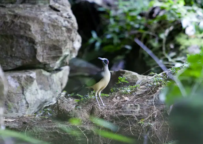 Avontuur in het hart van het nationaal park Lope - Nationaal park Lopé en nachtelijke reis naar Libreville - Foto van de dag