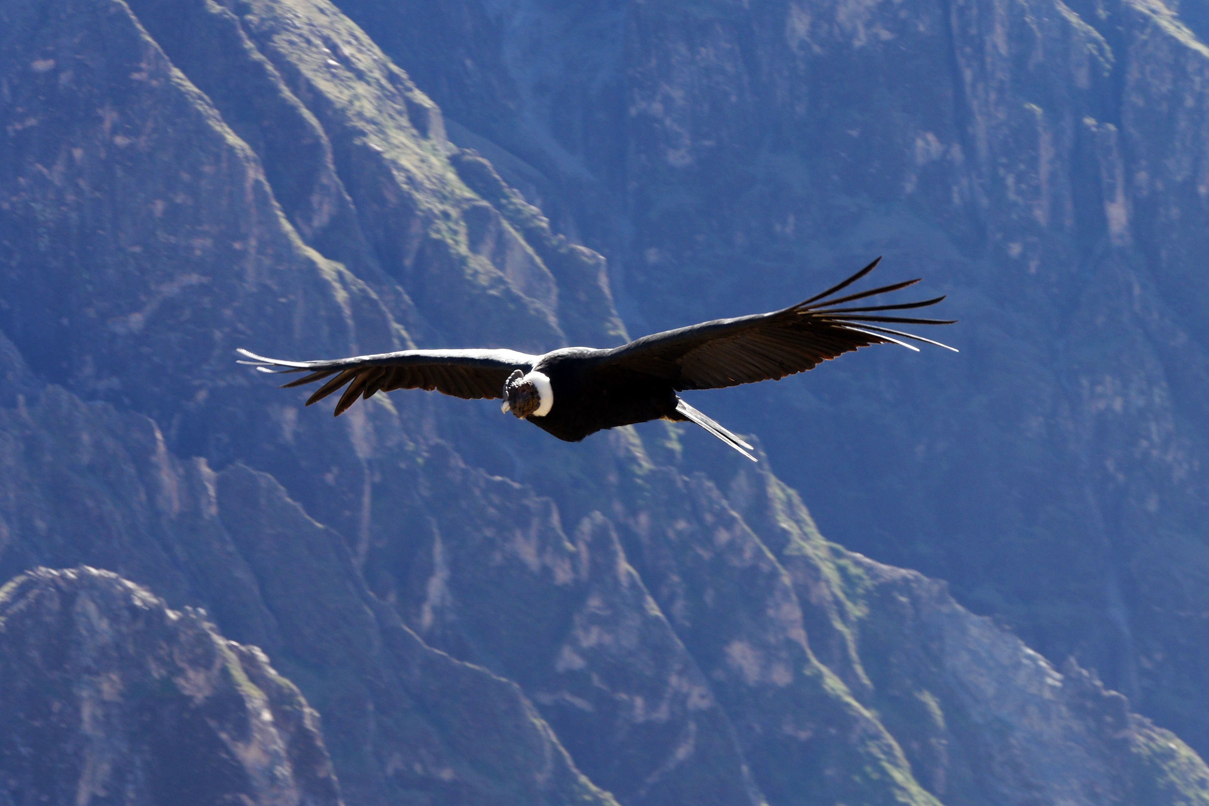 Sul do Peru - Canyon de Colca - Puno - Foto do dia