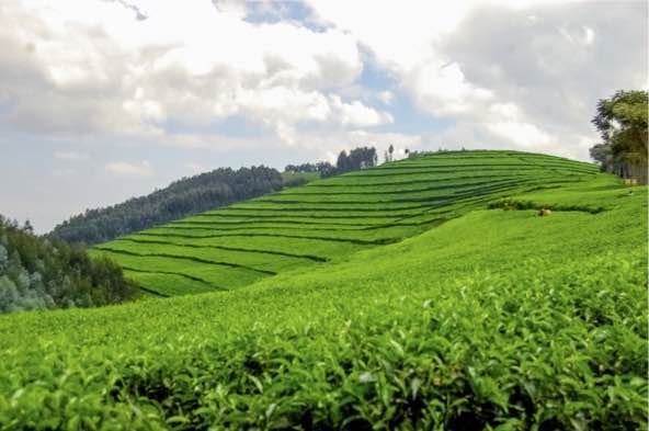 8-tägiger Congo-Nile-Trail - 2. Tag auf dem Congo Nile Trail, dann weiter nach Musanze über die Pfunda-Teefabrik - Tagesfoto