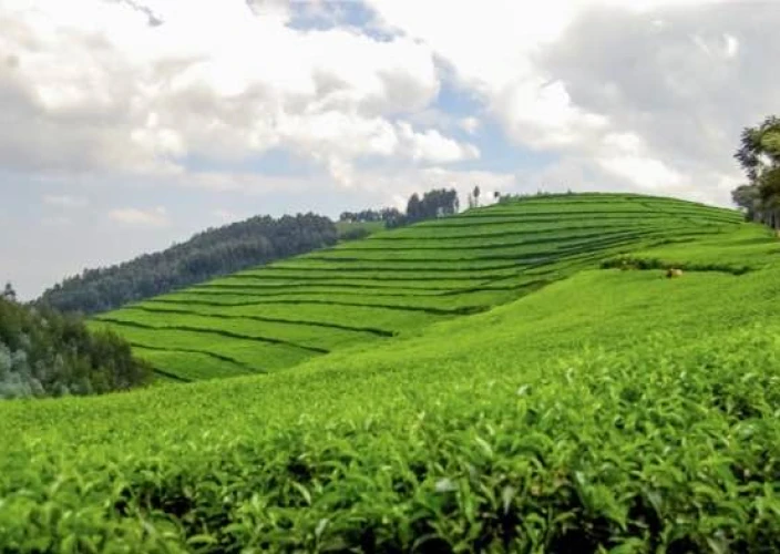 Sentier Congo-Nil de 8 jours - 2e jour sur le Congo Nile Trail, puis continuer vers Musanze via la Pfunda Tea Factory - Photo du jour