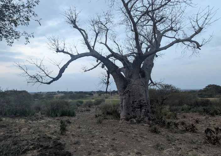 Safári Econômico e Aventura Autêntica: Explore Toda a Tanzânia - Safari em Tarangire - Foto do dia