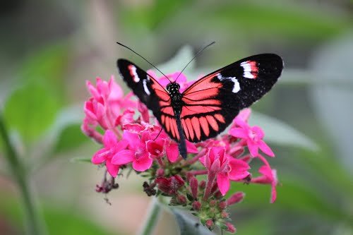 Ecuador : Mountainbike – Circuit Paraíso - Quito - Geobotanisch reservaat Pululahua, Mindo - Foto van de dag