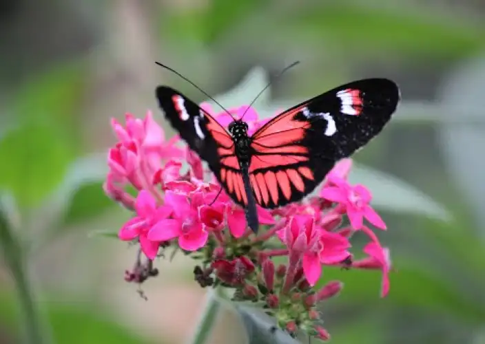 Ecuador : Mountainbike – Circuit Paraíso - Quito - Geobotanisch reservaat Pululahua, Mindo - Foto van de dag