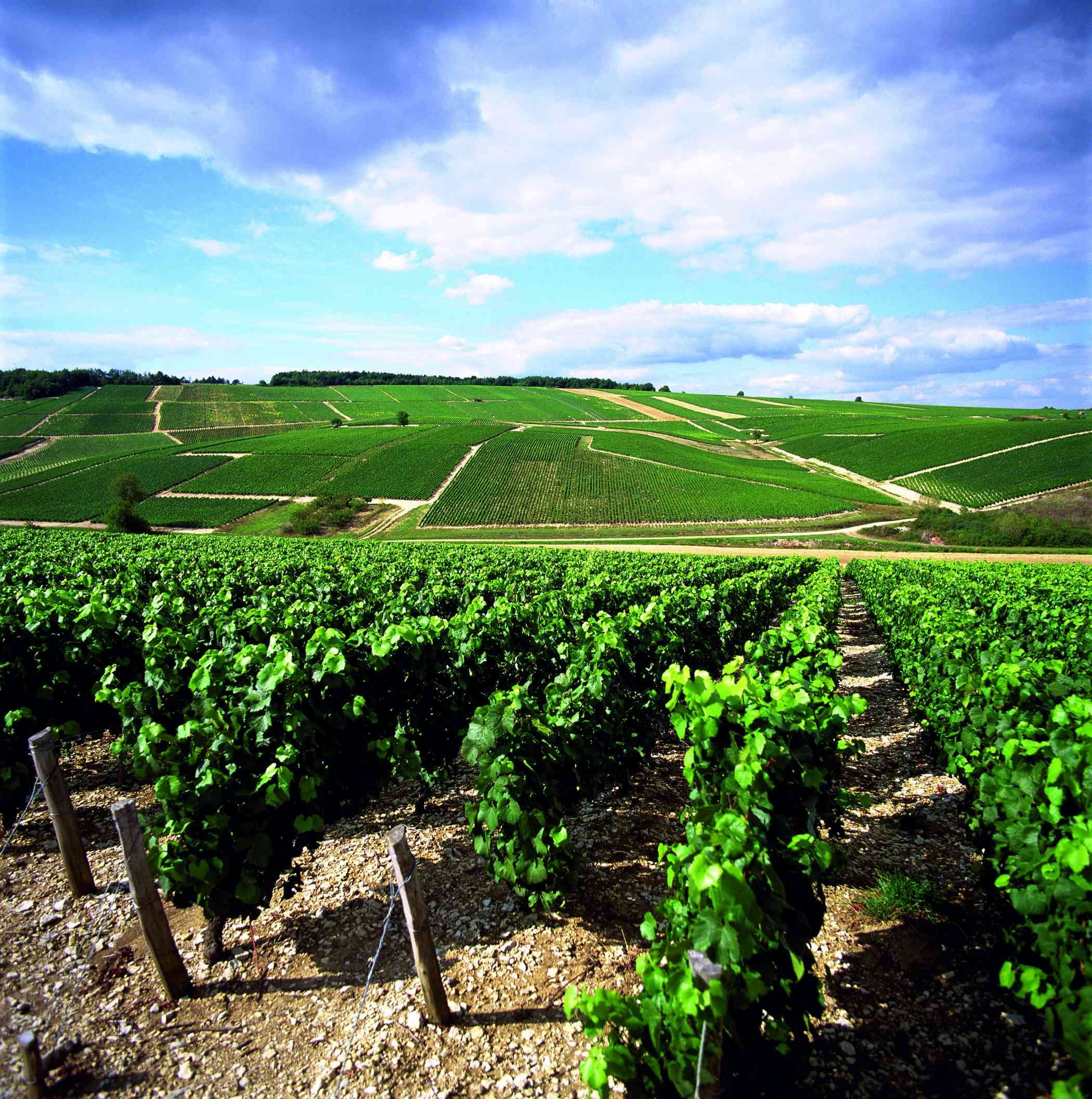 Wine Tour en Côte de Nuits - Visita a bodegas excepcionales - Visite de domaines viticoles exceptionnels