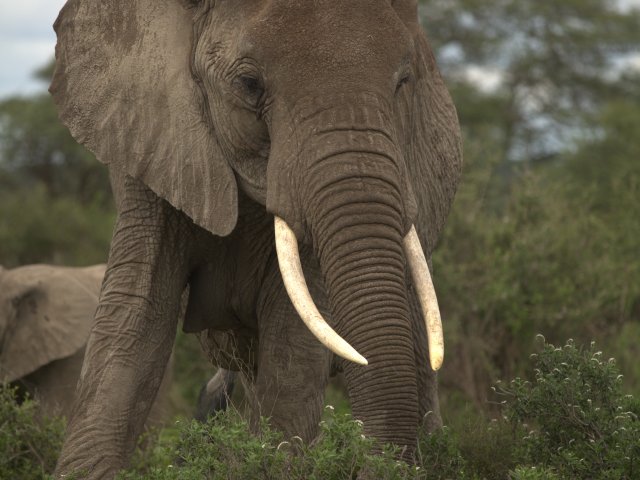 8 Jours Safari Grande Migration du Serengeti & Traversée de la Rivière Mara