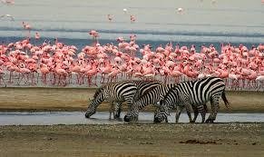 9-Day Northern Tanzania Wildlife Mid-Range Safari Experience with Cultural Tour - Drive to Lake Manyara National Park for a game drive. - c575d096f6203f0c14d10ec882b01b90