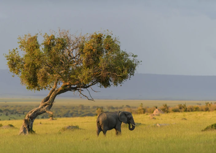 Simba Safari: Discover the Wild Side of Tanzania - Arusha to Tarangire National Park - Elephant in TArangire