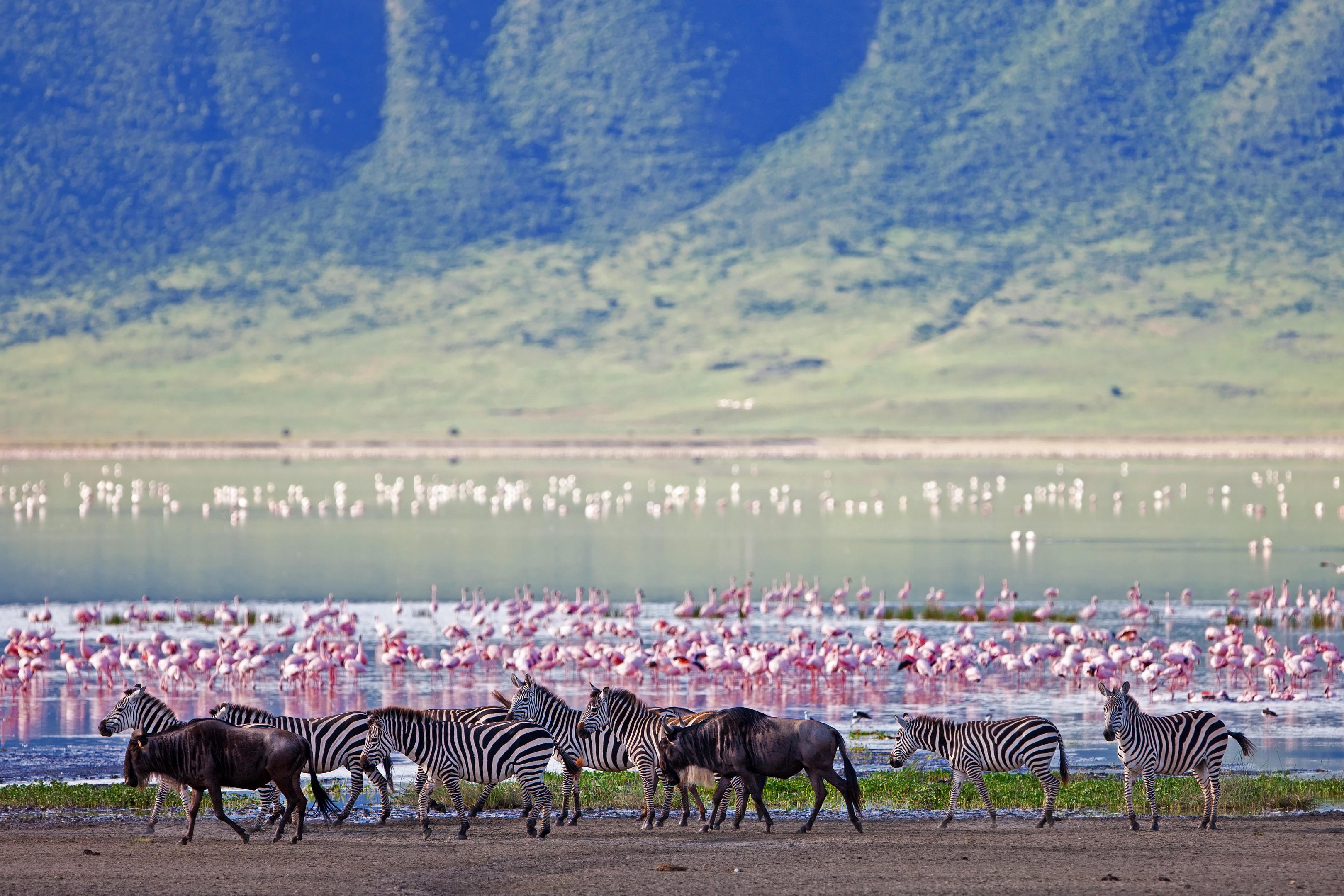 Tanzania Classic Safari: The Ultimate Wildlife Journey - Tarangire to Ngorongoro's "Garden of Eden" & the Big 5 - Ngorongoro Crater