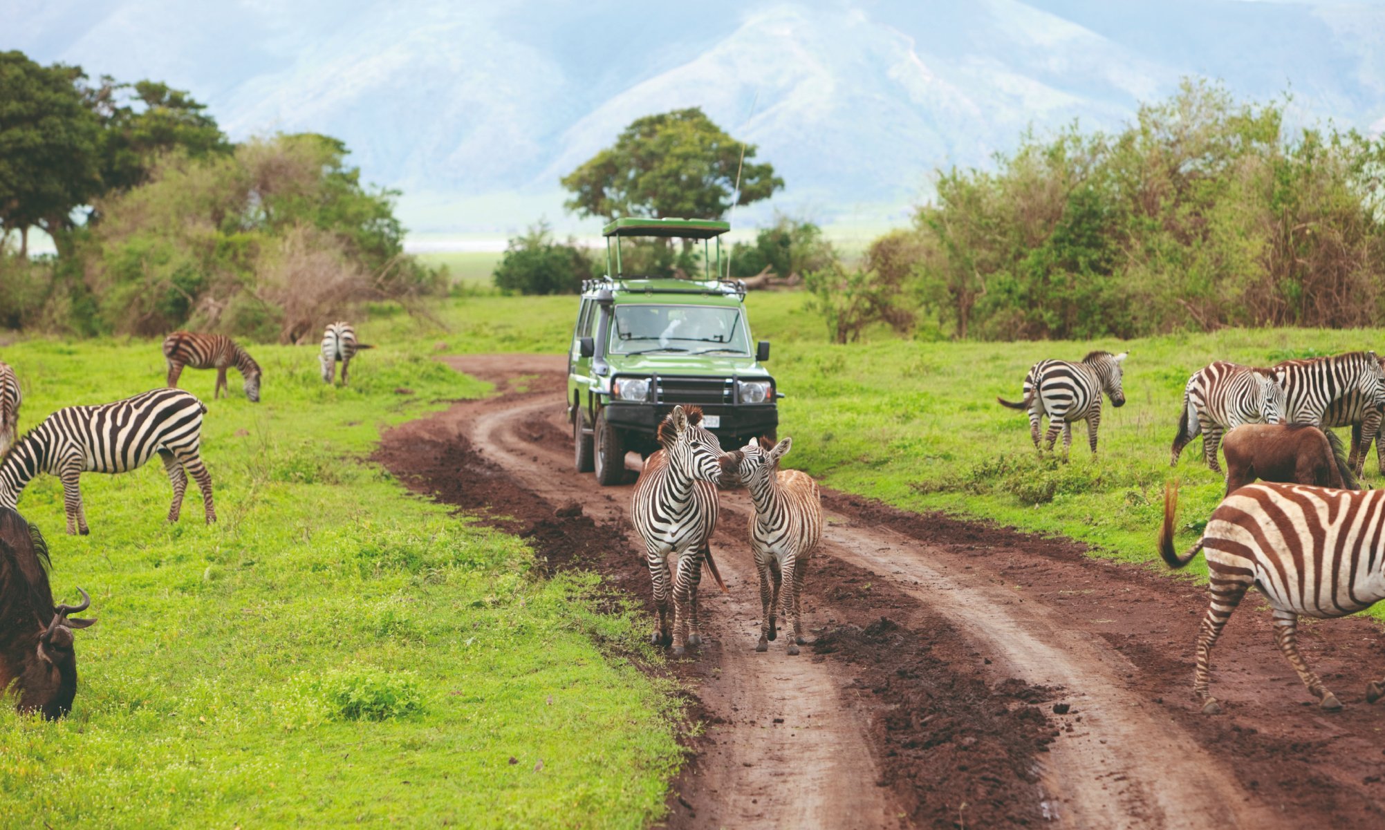 Special offer: Safari in Tanzania - Departure - Départ