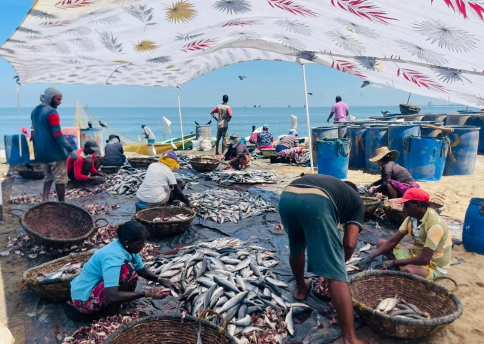 Rencontres insolites au pays de l’or vert - Bienvenue au Sri Lanka - Photo du jour