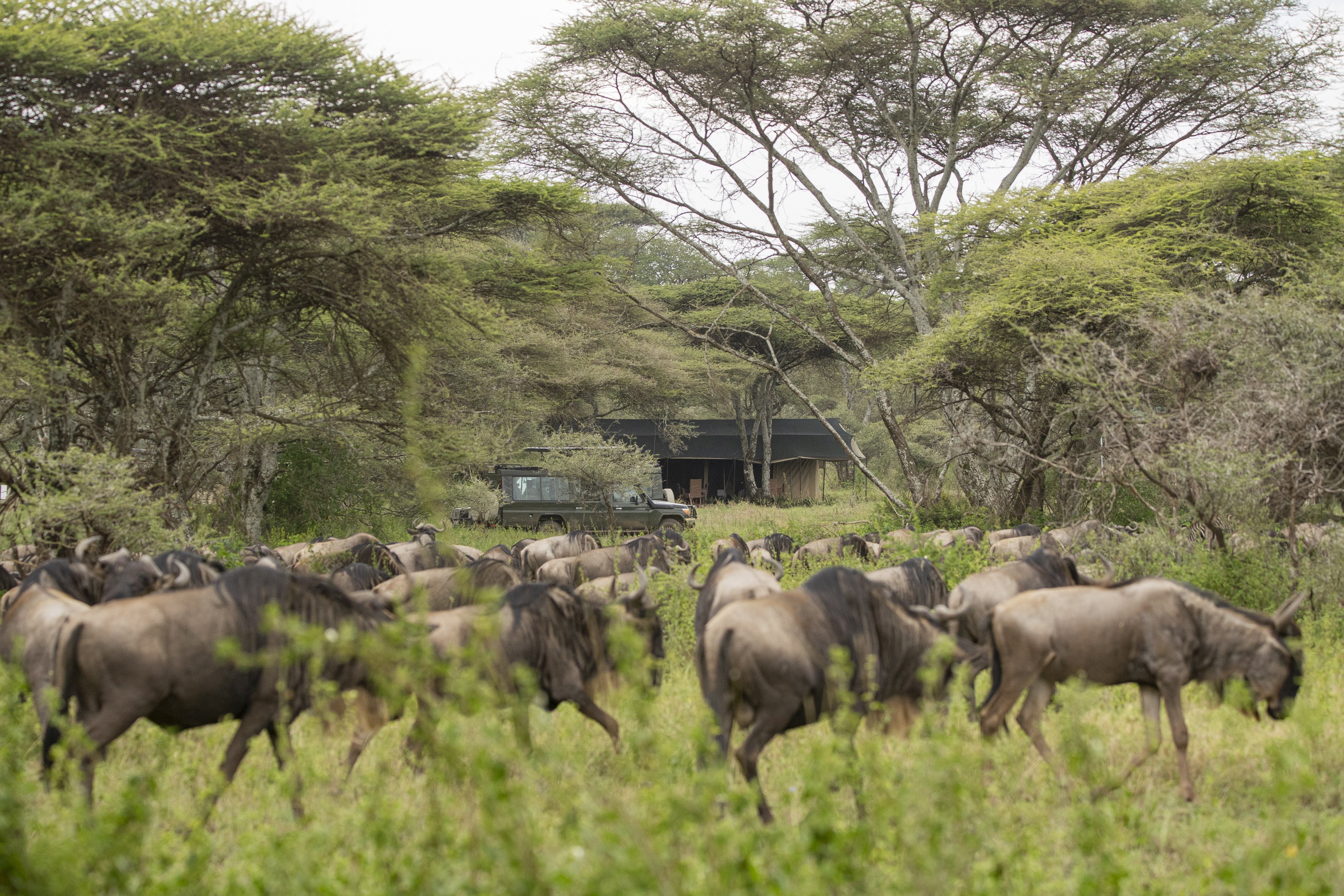 7 Days The Circle of Life: A Calving Safari Experience - Karatu to Southern Serengeti (Ndutu) - Photo of the day