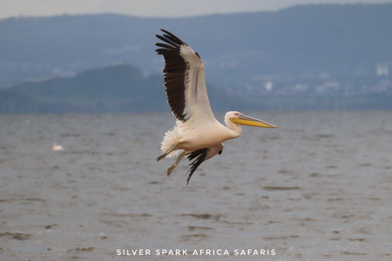 7 Giorni: Città di Nairobi, Lago Naivasha, Monte Longonot, Lago Elementaita, Parco Nazionale di Amboseli - Parco Nazionale di Nairobi - Parco Nazionale del Lago Naivasha - 54a5db7adeaec66c2e26f4ce86184314