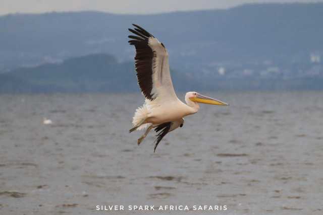 7 Tage: Nairobi City, Lake Naivasha, Mt. Longonot, Lake Elementaita, Amboseli Nationalpark