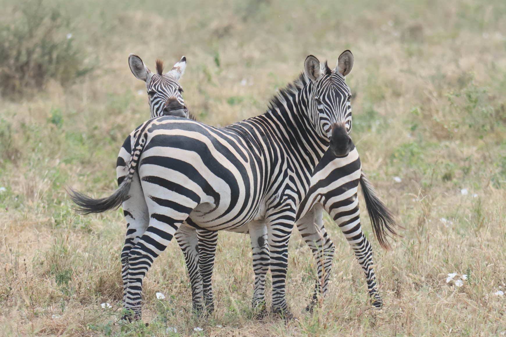Safari Trésor de Tanzanie de 6 jours - Serengeti NP - Cratère du Ngorongoro - FB - Photo du jour