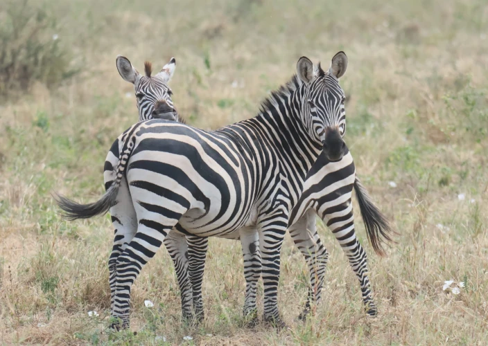 6 Days Treasure of Tanzania Safari - Serengeti NP - Ngorongoro Crater - FB - Photo of the day