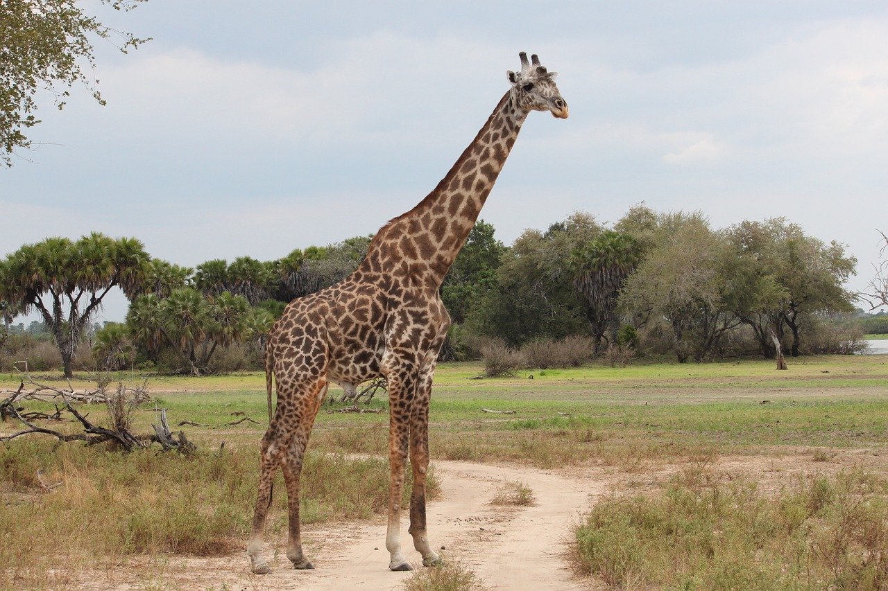 UNA HAZAÑA TANZANA - Parque nacional del Serengeti - Parc national du Serengeti