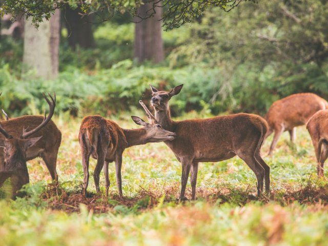 12 Jours d'Aventure Amoureuse Africaine – Safari & Zanzibar