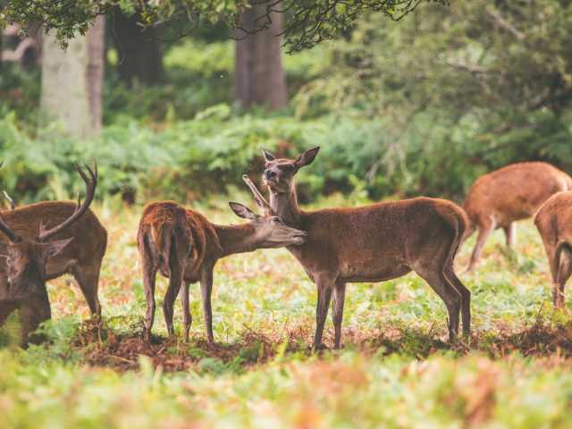 12 Jours d'Aventure Amoureuse Africaine – Safari & Zanzibar