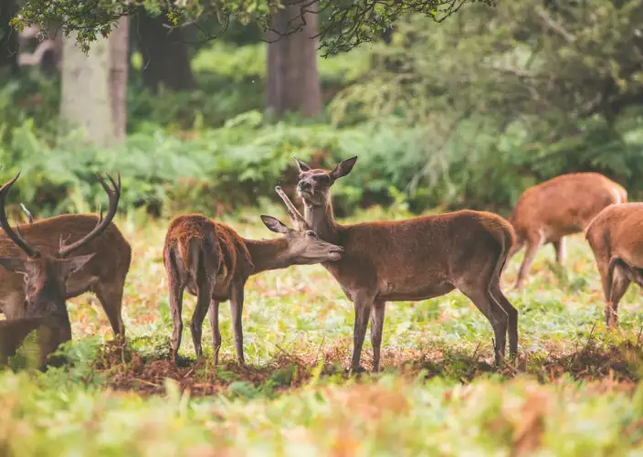 12 Días de Romance Africano – Safari y Zanzíbar - Último safari en Serengeti y traslado a Ngorongoro - Foto del día