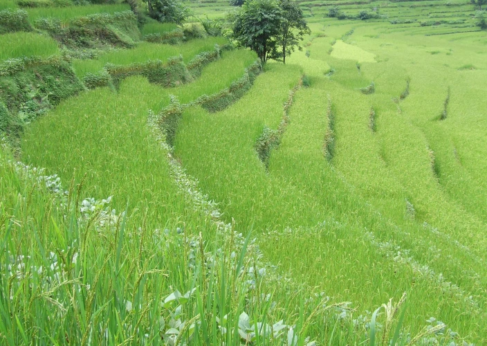 O Grande Circuito de Annapurna - Caminhada até Dharapani - 1860m - Foto do dia