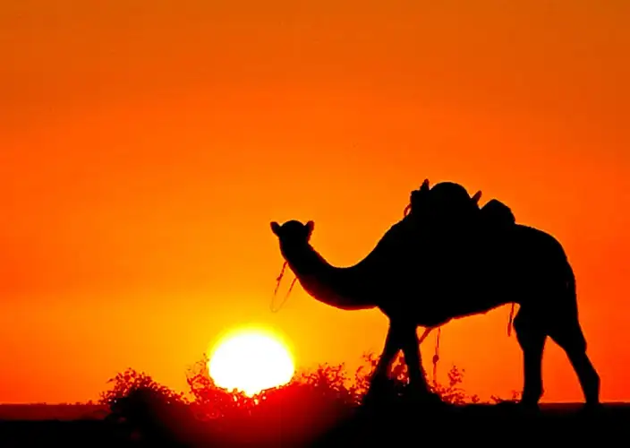 Chinguetti and the Erg Warane, immersion in the sands - On foot on the blond dunes and the Chinguetti wadi. - Chameau en Adrar au couchant