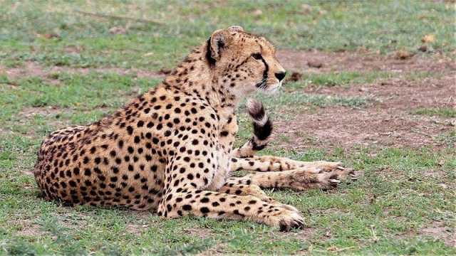 10-Day Private Tanzania Lodge Safari for Two