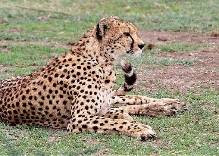 10-Day Private Tanzania Lodge Safari for Two - Arusha - Momela Park - Foto del giorno