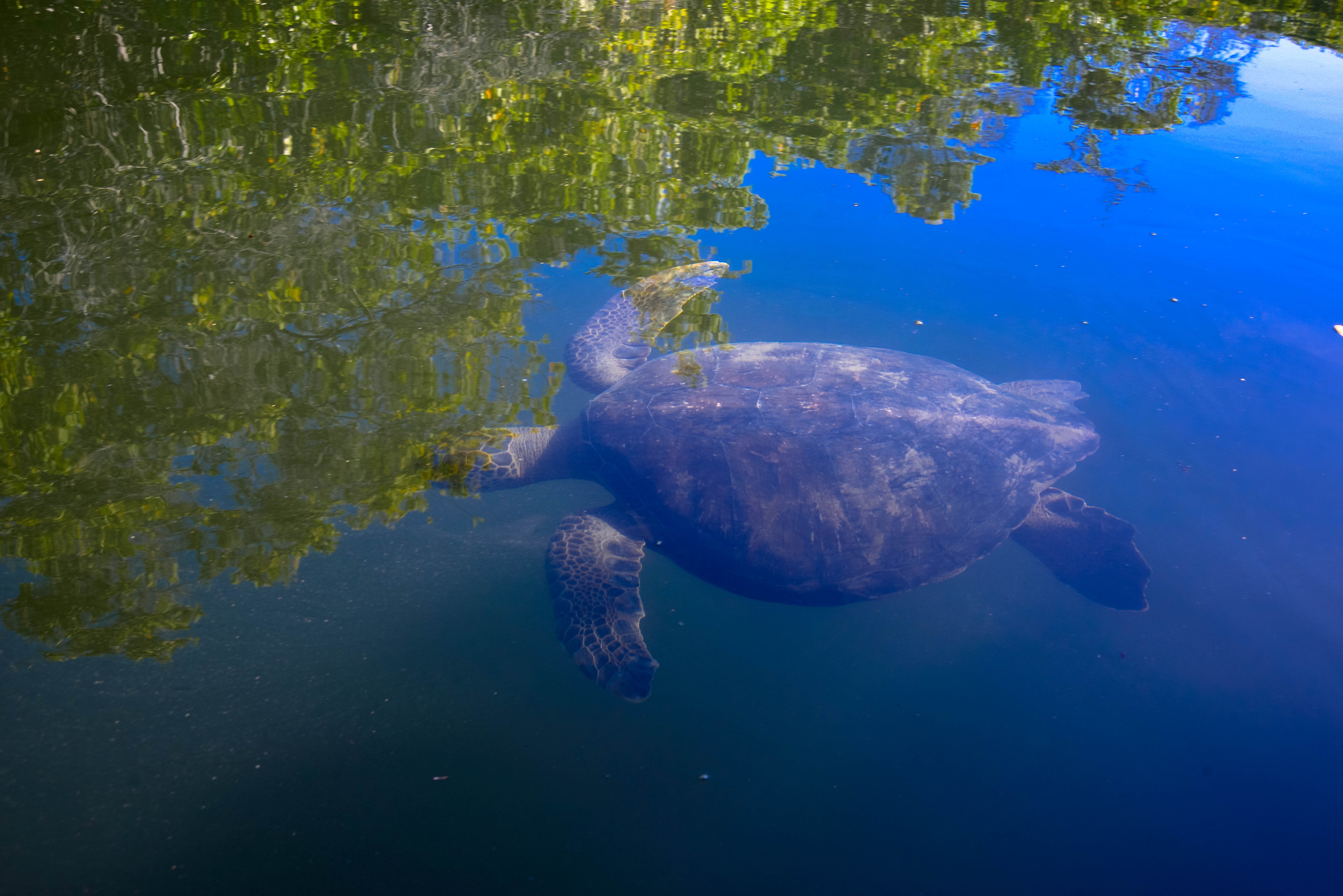 Galápagos-Kreuzfahrt an Bord der Golondrina - null - Tagesfoto