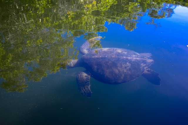 Galápagos-Kreuzfahrt an Bord der Golondrina
