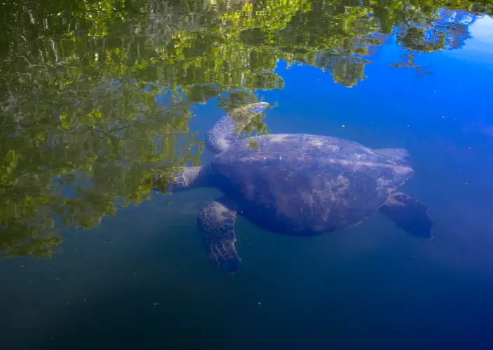 Cruzeiro às Galápagos a bordo do Golondrina - Caleta Tortuga Negra e Baltra - Foto do dia