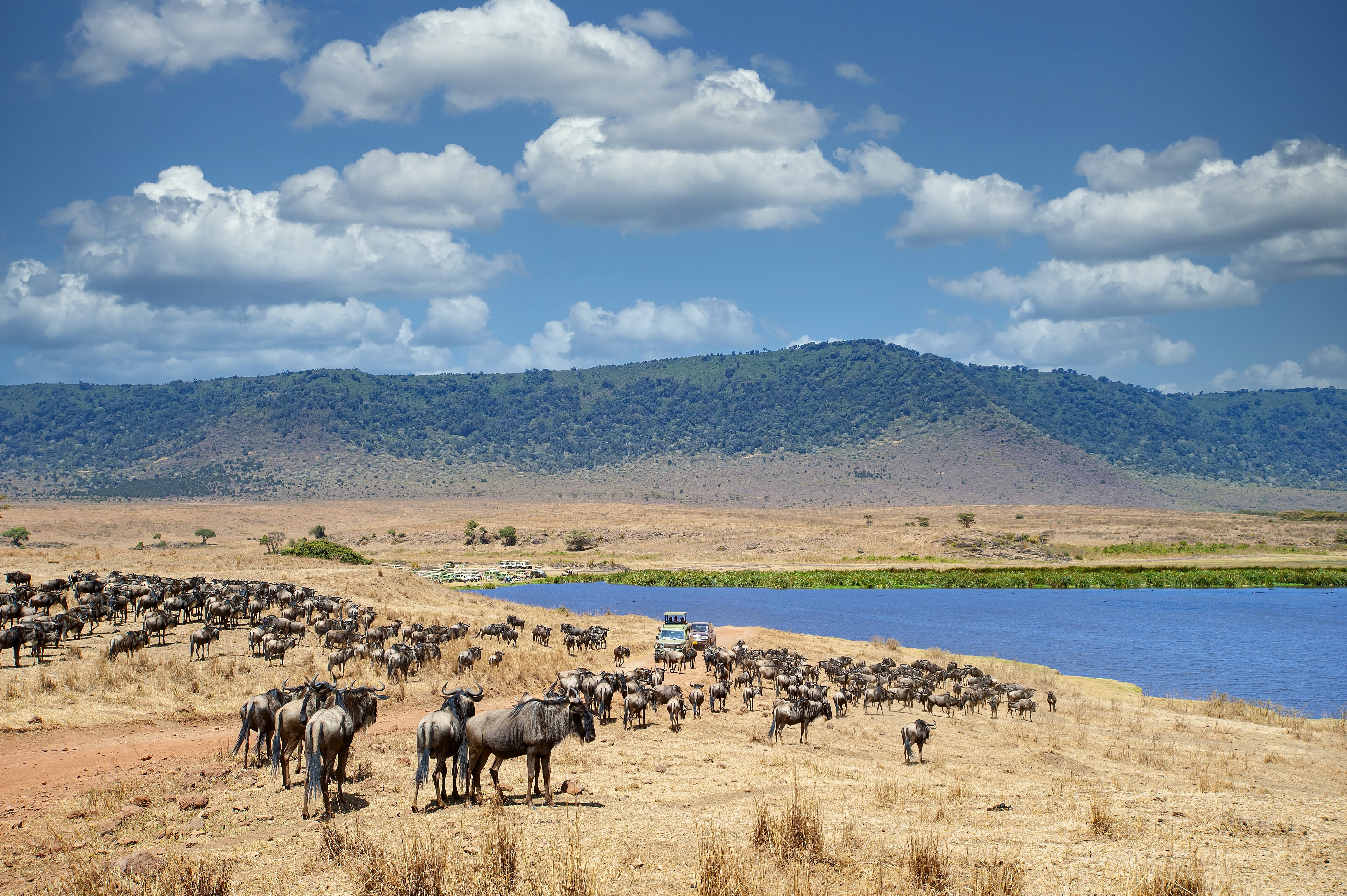 6 dagen safari om de migratie van de gnoes in de Serengeti, in Tanzania, te observeren. - Bezoek aan het Serengeti Nationaal Park en de Ngorongoro-krater. - Visite du parc national du Serengeti et du cratère du Ngorongoro.