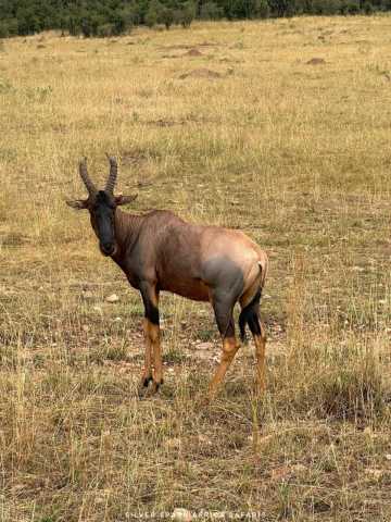 11-tägige Serengeti-, Maasai Mara-, Tarangire-, Amboseli-Park