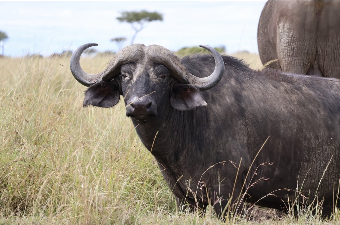 Safari Confort de 8 jours au Kenya - Fin du safari - Fin Du Safari