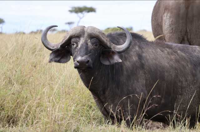Safari Komfort von 8 Tagen in Kenia