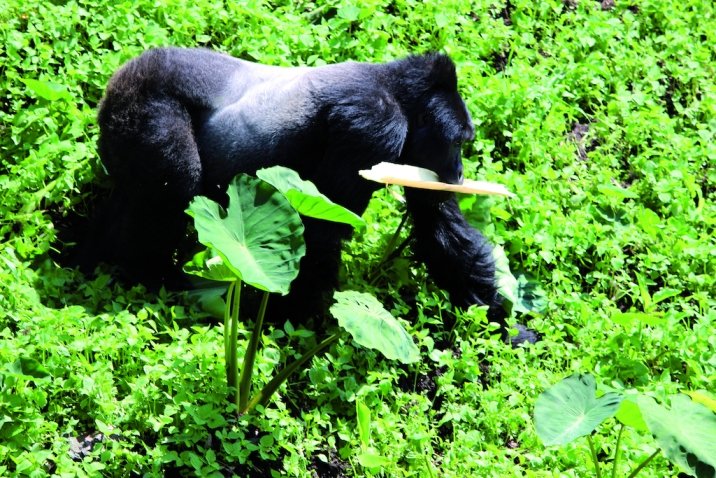 10 dagen Oegandese safari voor wilde dieren en gorilla&#39;s. - Trekking met gorilla&#39;s - Trekking au Gorille